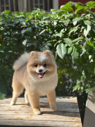 Pomerian Boo