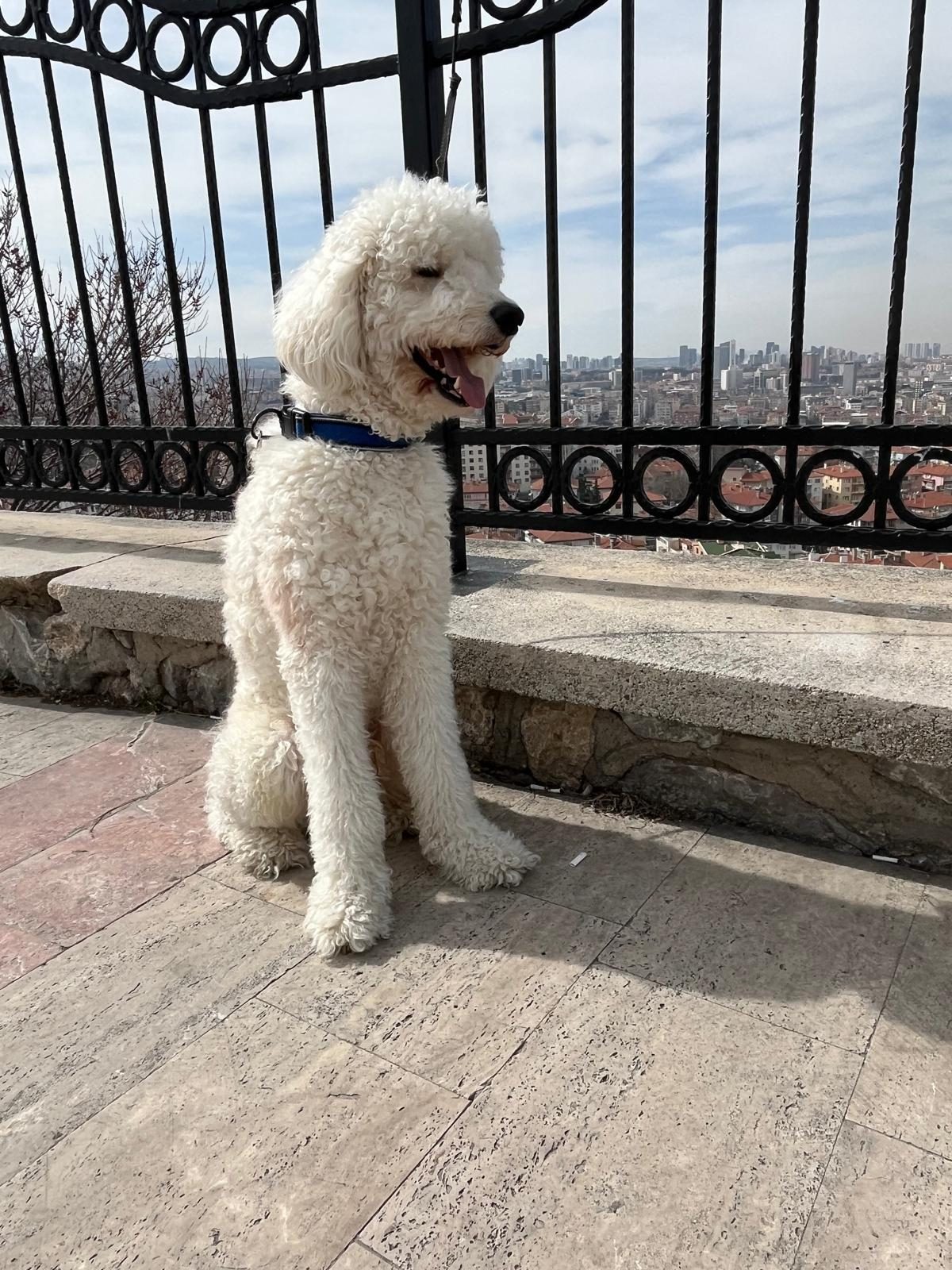 Dev Poodle