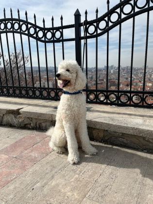 Dev Poodle