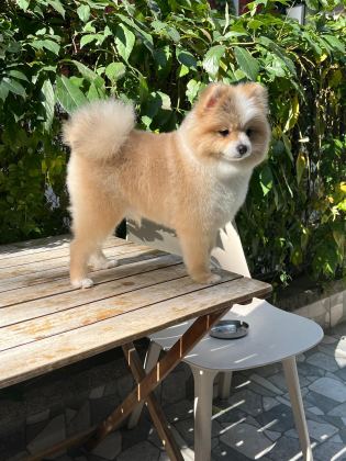 Pomerian Boo