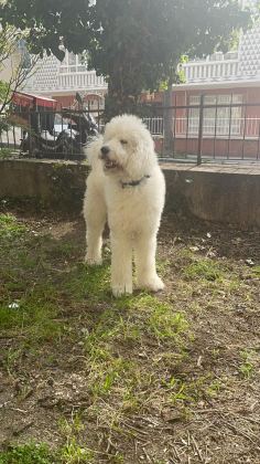 Dev Poodle