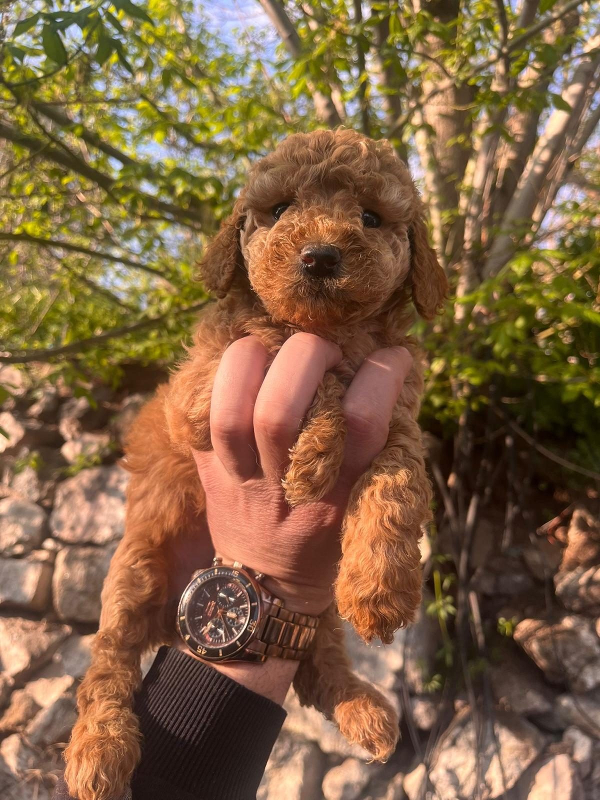 Toy Poodle Yavrumuz