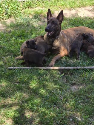 Belçika Malinois Üst Kalite  Erkek Dişi Yavrularımız