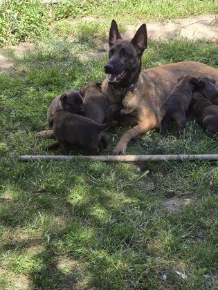 Belçika Malinois Üst Kalite  Erkek Dişi Yavrularımız