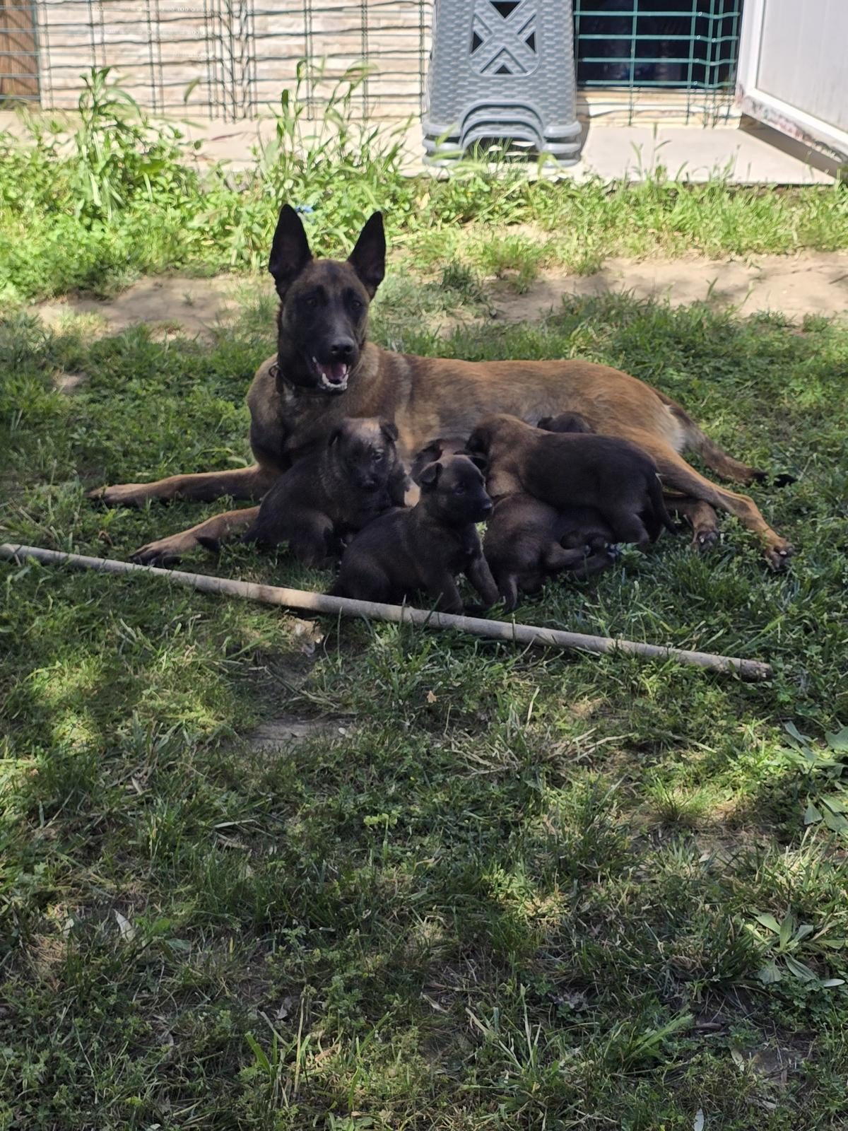 Belçika Malinois Üst Kalite  Erkek Dişi Yavrularımız