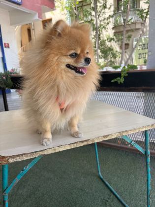 Pomerian Boo Erkek