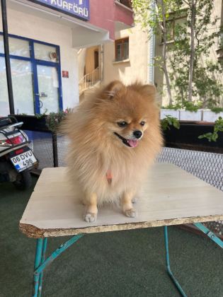 Pomerian Boo Erkek