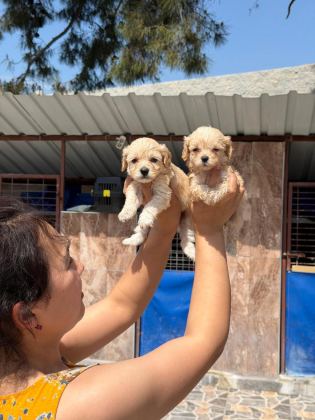 BEBEK YÜZLÜ MALTİPOO TEACUP YAVRULARIMIZ