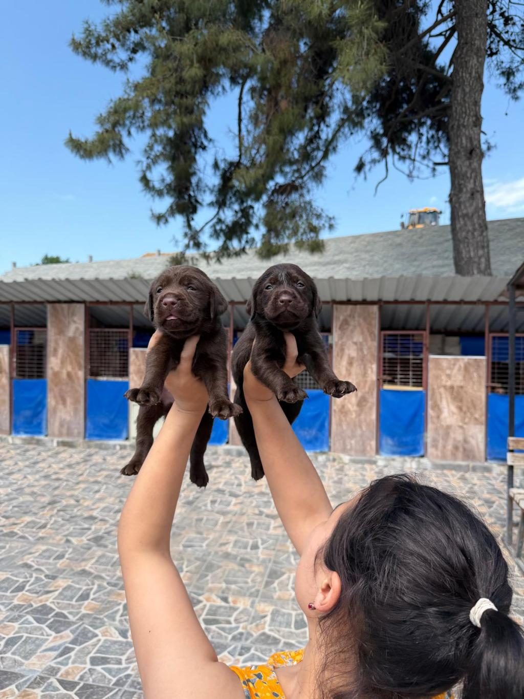 LABRADOR SAFKAN BEBIŞLER