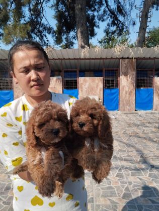 STANDART POODLE EFSANE BEBEKLER
