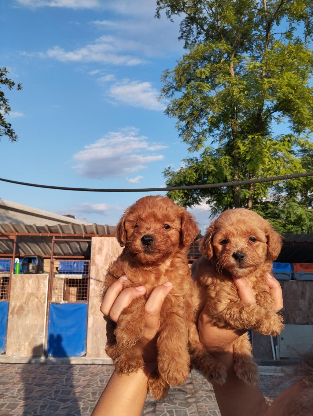 TOY POODLE YAVRU İSTEYEN AİLELER İÇİN