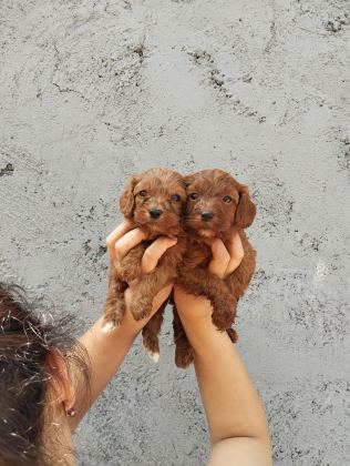 TATLI POODLE BEBİŞLER SIZI BEKLİYOR