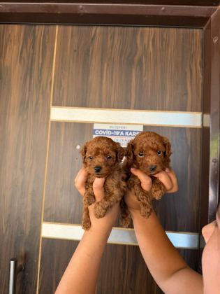 TOY POODLE YAVRU İSTEYEN AİLELER İÇİN