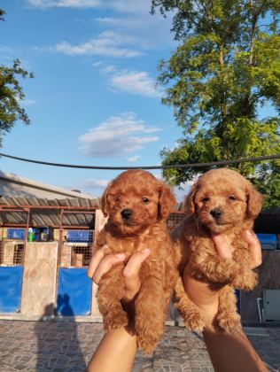 TOY POODLE YAVRU İSTEYEN AİLELER İÇİN
