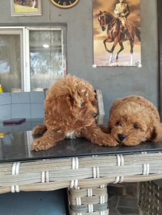 STANDART POODLE EFSANE BEBEKLER