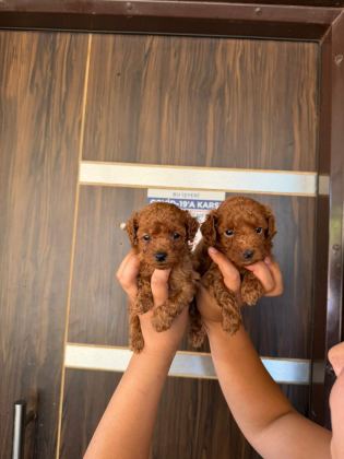 KORE RED BROWN MİCRO POODLE BEBEKLER