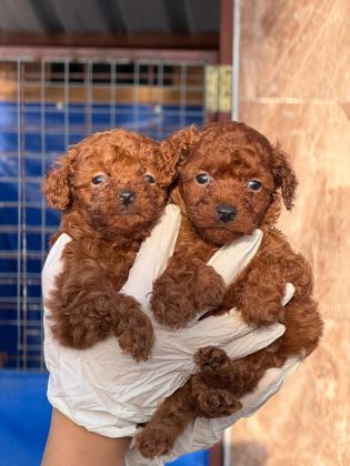 TATLI POODLE BEBİŞLER SIZI BEKLİYOR