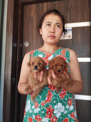 TOY POODLE YAVRU İSTEYEN AİLELER İÇİN
