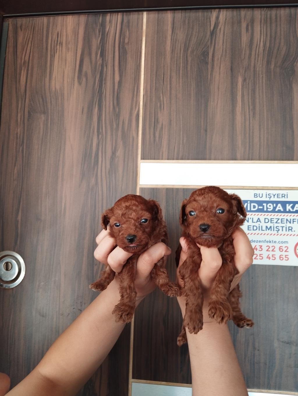 TATLI POODLE BEBİŞLER SIZI BEKLİYOR