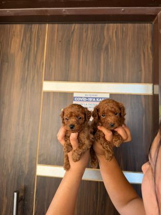 KORE RED BROWN MİCRO POODLE BEBEKLER