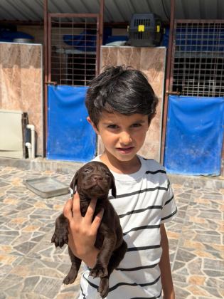 LABRADOR SAFKAN BEBIŞLER