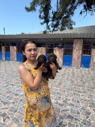 LABRADOR SAFKAN BEBIŞLER