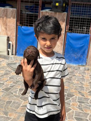LABRADOR SAFKAN BEBIŞLER