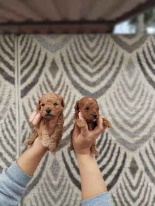 TOY POODLE YAVRU İSTEYEN AİLELER İÇİN