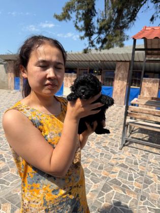 BEBEK YÜZLÜ MALTİPOO TEACUP YAVRULARIMIZ