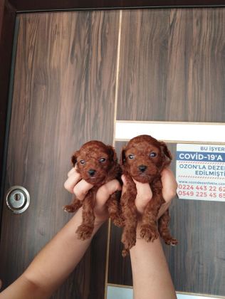 KORE RED BROWN MİCRO POODLE BEBEKLER