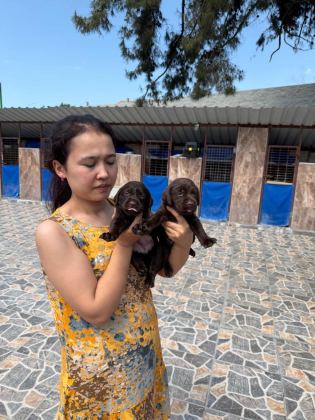 LABRADOR SAFKAN BEBIŞLER