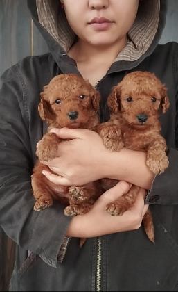 TATLI POODLE BEBİŞLER SIZI BEKLİYOR