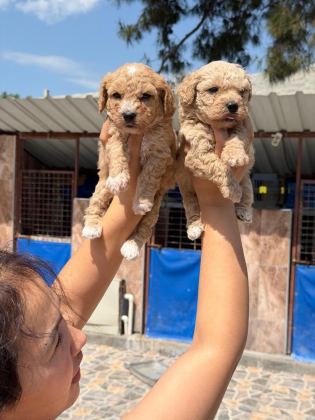 BEBEK YÜZLÜ MALTİPOO TEACUP YAVRULARIMIZ