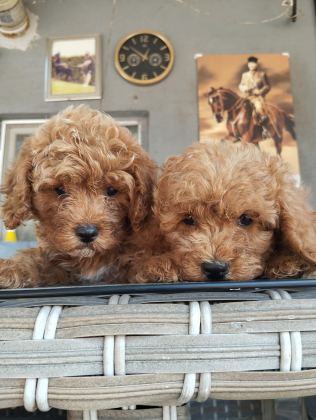 STANDART POODLE EFSANE BEBEKLER