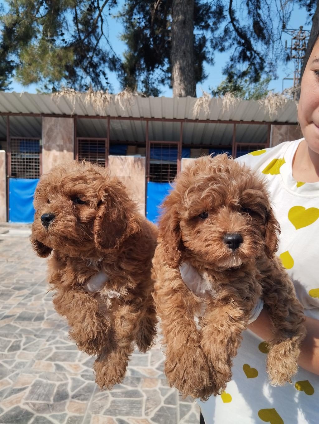 STANDART POODLE EFSANE BEBEKLER