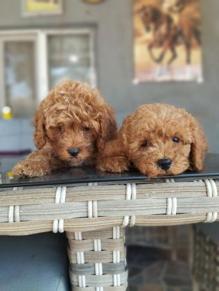 STANDART POODLE EFSANE BEBEKLER