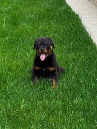 ROTTWEİLER SAĞLIK GARANTİLİ BEBEKLER