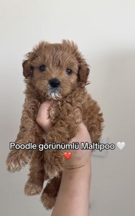 MALTİPOO BEBEKLERİ