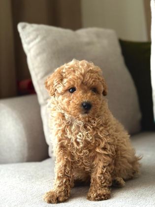 MALTİPOO BEBEKLERİ