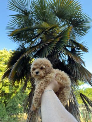 MALTİPOO BEBEKLERİ