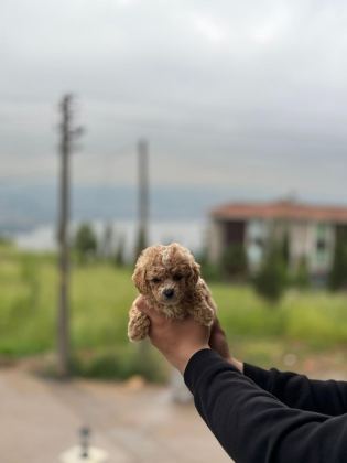 MALTİPOO BEBEKLERİ