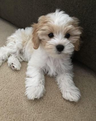 MALTİPOO YAVRULARIMIZ ACIK VE ESMER RENK ÇEŞİTLER