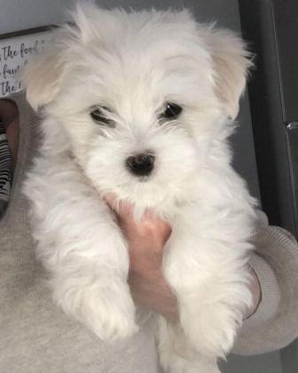 MALTİPOO YAVRU ACIK VE ESMER RENK ÇEŞİTLER