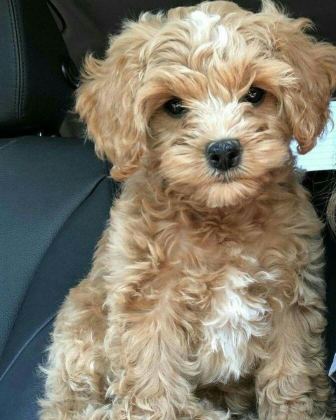 MALTİPOO YAVRU ACIK VE ESMER RENK ÇEŞİTLER