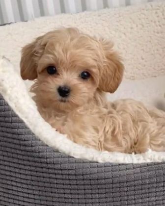 MALTİPOO YAVRULARIMIZ ACIK VE ESMER RENK ÇEŞİTLER