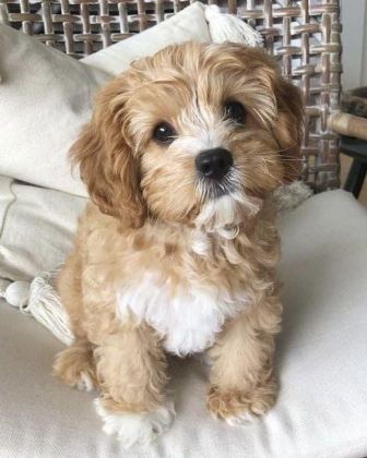 MALTİPOO YAVRU ACIK VE ESMER RENK ÇEŞİTLER