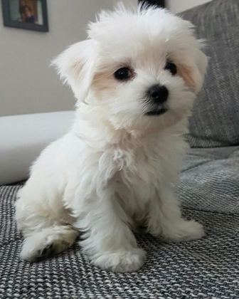 MALTİPOO YAVRU ACIK VE ESMER RENK ÇEŞİTLER