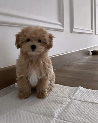 MALTİPOO YAVRULARIMIZ ACIK VE ESMER RENK ÇEŞİTLER
