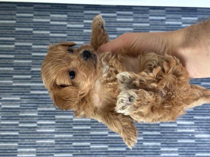 MÜKEMMEL KALİTE BEBEK SURAT MALTİPOO YAVRULARIMIZ