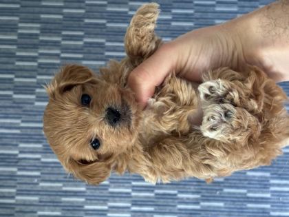 MÜKEMMEL KALİTE BEBEK SURAT MALTİPOO YAVRULARIMIZ
